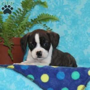 Bravo, Boston Terrier Mix Puppy